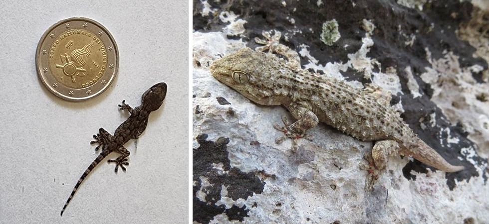 A sinistra il geco di via Manci, a destra un esemplare adulto della stessa specie (Foto Karol Tabarelli de Fatis arch